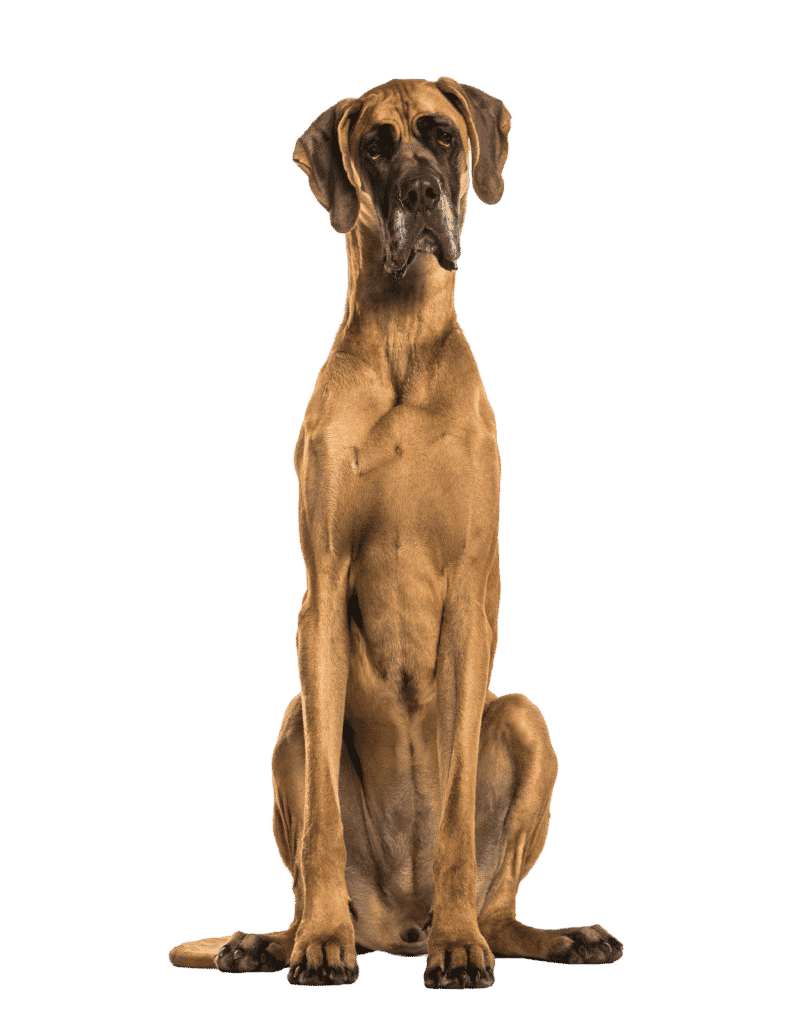 Danish dog sitting upright