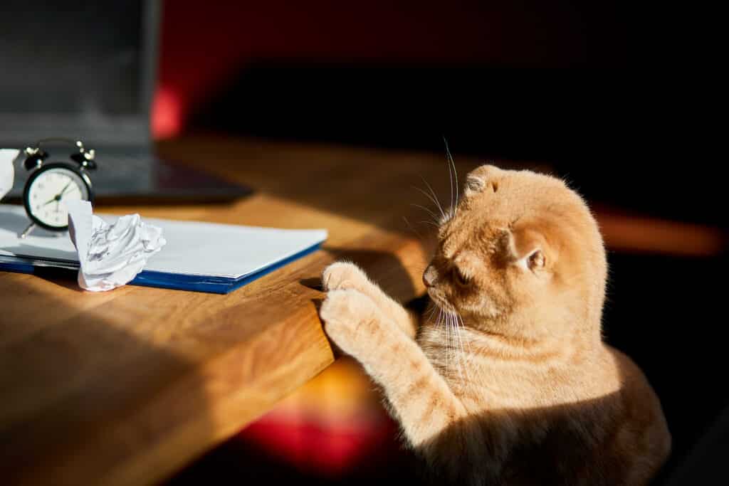 A cat standing up looking at a desk and a ball of crumpled paper