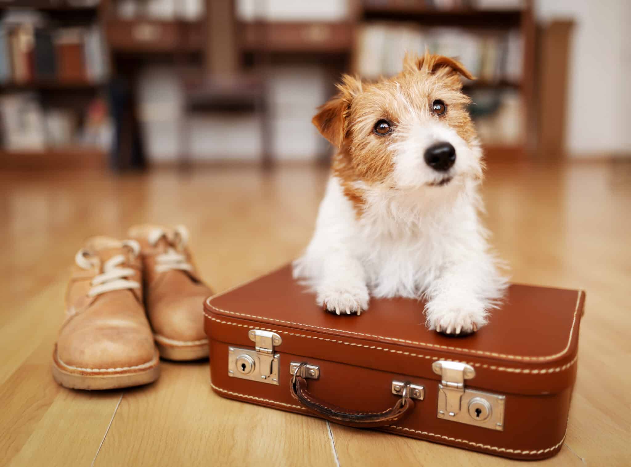 Why You Need A Pet Relocation Service To Move Internationally